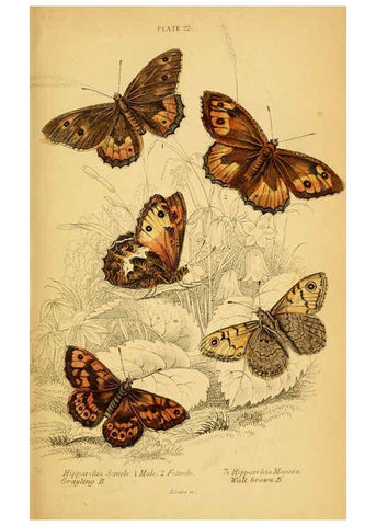 Reproducción/Reproduction 6077218456: The natural history of British butterflies Dublin :S. Highley ;1840
