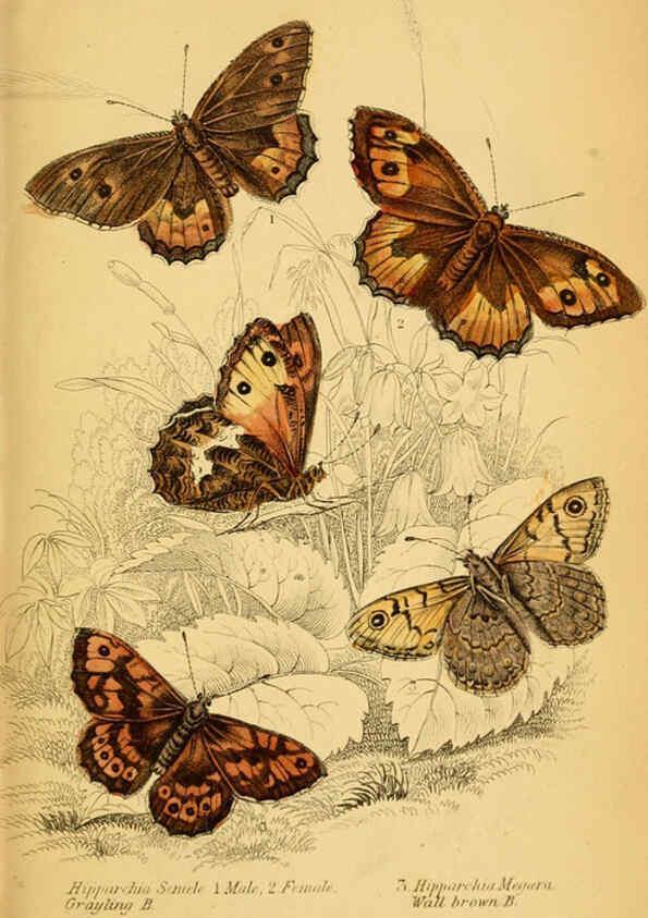 Reproducción/Reproduction 6077218456: The natural history of British butterflies Dublin :S. Highley ;1840