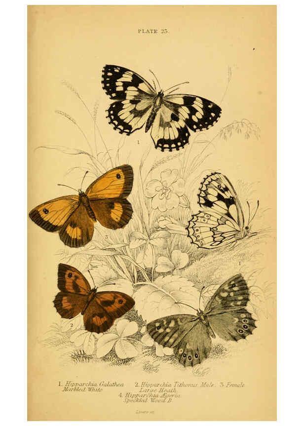 Reproducción/Reproduction 6077218994: The natural history of British butterflies Dublin :S. Highley ;1840