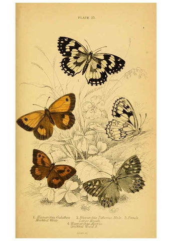Reproducción/Reproduction 6077218994: The natural history of British butterflies Dublin :S. Highley ;1840