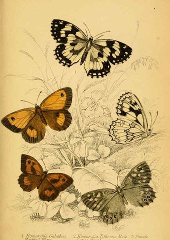 Reproducción/Reproduction 6077218994: The natural history of British butterflies Dublin :S. Highley ;1840