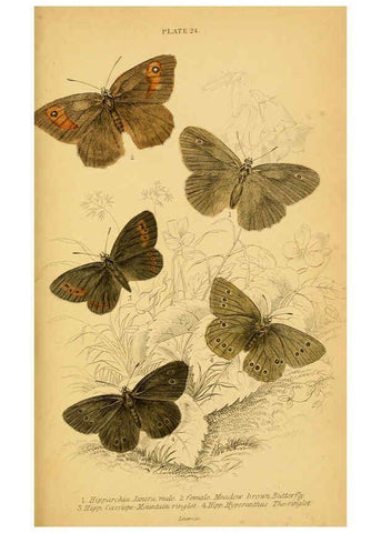 Reproducción/Reproduction 6076680925: The natural history of British butterflies Dublin :S. Highley ;1840