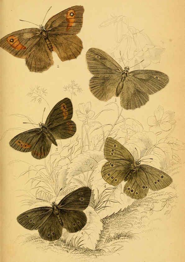 Reproducción/Reproduction 6076680925: The natural history of British butterflies Dublin :S. Highley ;1840