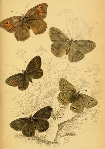 Reproducción/Reproduction 6076680925: The natural history of British butterflies Dublin :S. Highley ;1840