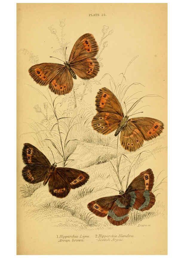 Reproducción/Reproduction 6077219532: The natural history of British butterflies Dublin :S. Highley ;1840