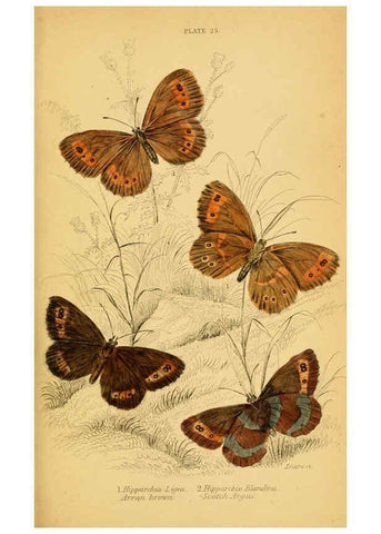 Reproducción/Reproduction 6077219532: The natural history of British butterflies Dublin :S. Highley ;1840