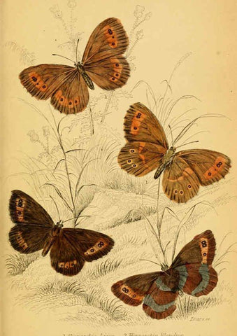 Reproducción/Reproduction 6077219532: The natural history of British butterflies Dublin :S. Highley ;1840
