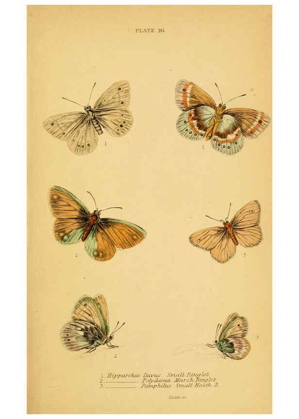 Reproducción/Reproduction 6077219770: The natural history of British butterflies Dublin :S. Highley ;1840
