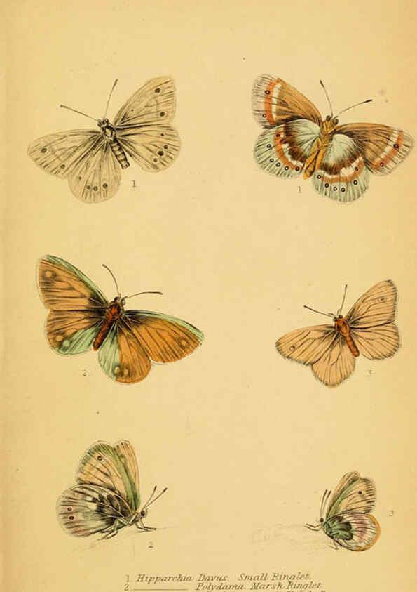 Reproducción/Reproduction 6077219770: The natural history of British butterflies Dublin :S. Highley ;1840