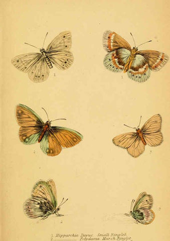 Reproducción/Reproduction 6077219770: The natural history of British butterflies Dublin :S. Highley ;1840