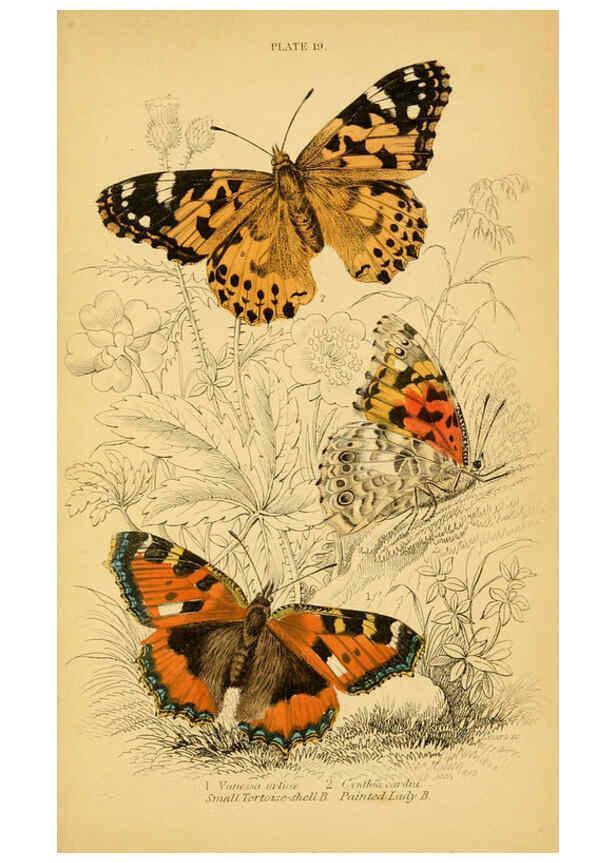 Reproducción/Reproduction 6077217642: The natural history of British butterflies Dublin :S. Highley ;1840