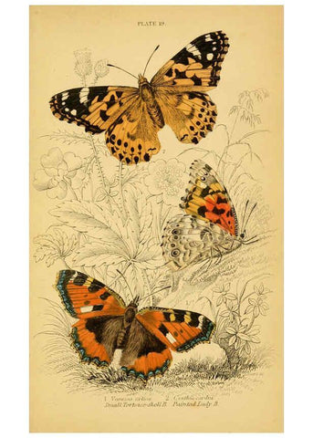 Reproducción/Reproduction 6077217642: The natural history of British butterflies Dublin :S. Highley ;1840