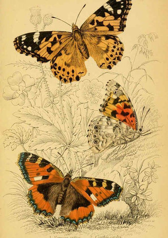 Reproducción/Reproduction 6077217642: The natural history of British butterflies Dublin :S. Highley ;1840