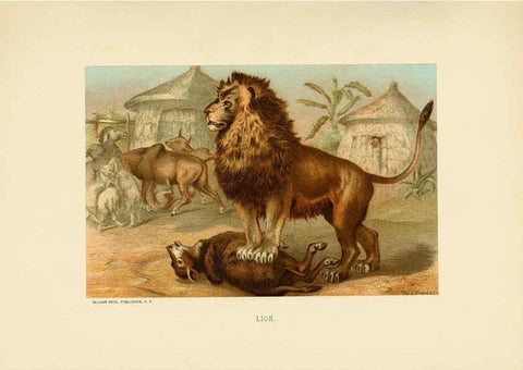 Reproducción/Reproduction 6076439213: Our living world. v.1. New York :S. Hess,[1885] 