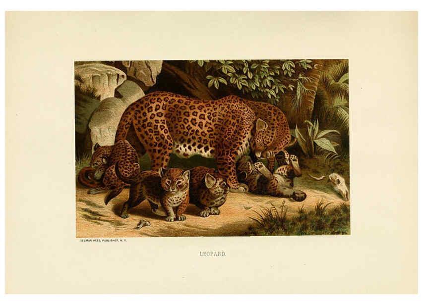 Reproducción/Reproduction 6076977202: Our living world. v.1. New York :S. Hess,[1885] 