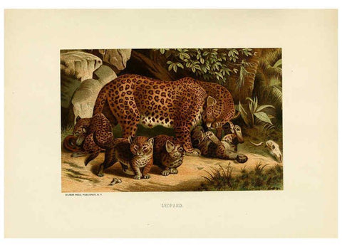 Reproducción/Reproduction 6076977202: Our living world. v.1. New York :S. Hess,[1885] 