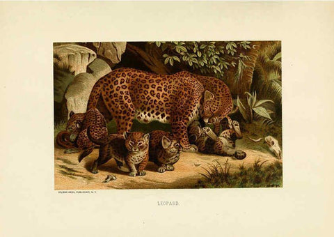 Reproducción/Reproduction 6076977202: Our living world. v.1. New York :S. Hess,[1885] 