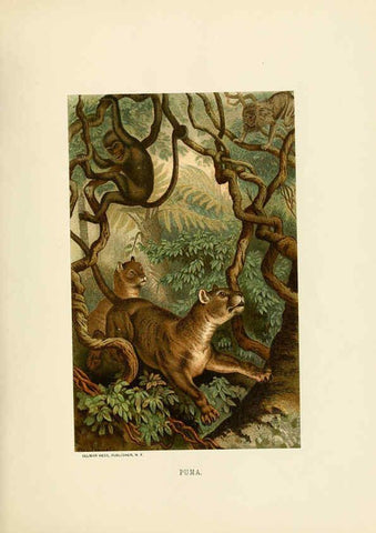 Reproducción/Reproduction 6076977656: Our living world. v.1. New York :S. Hess,[1885] 