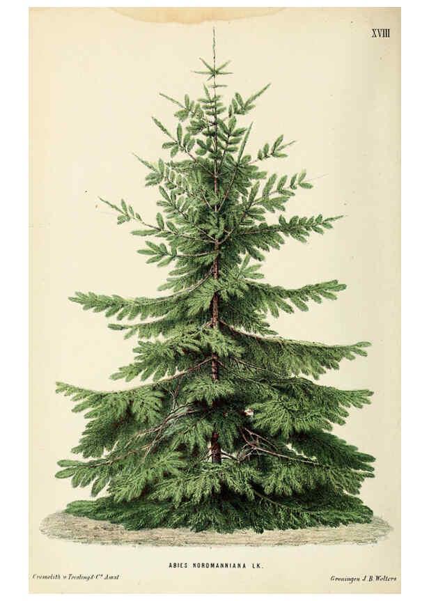 Reproducción/Reproduction 6076365785: Neerland's Plantentuin. v.1. Groningen :J. Wolters,1865-1867