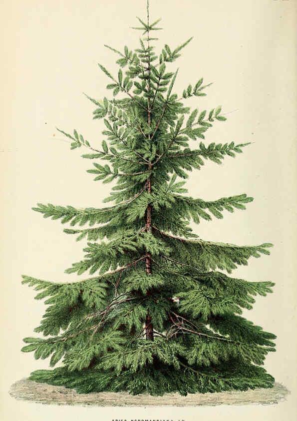 Reproducción/Reproduction 6076365785: Neerland's Plantentuin. v.1. Groningen :J. Wolters,1865-1867