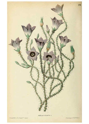 Reproducción/Reproduction 6076901652: Neerland's Plantentuin. v.1. Groningen :J. Wolters,1865-1867