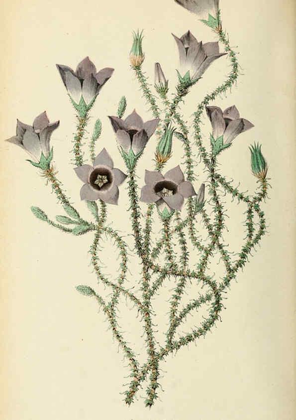 Reproducción/Reproduction 6076901652: Neerland's Plantentuin. v.1. Groningen :J. Wolters,1865-1867