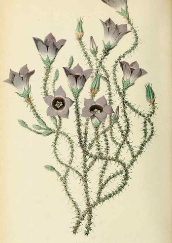 Reproducción/Reproduction 6076901652: Neerland's Plantentuin. v.1. Groningen :J. Wolters,1865-1867