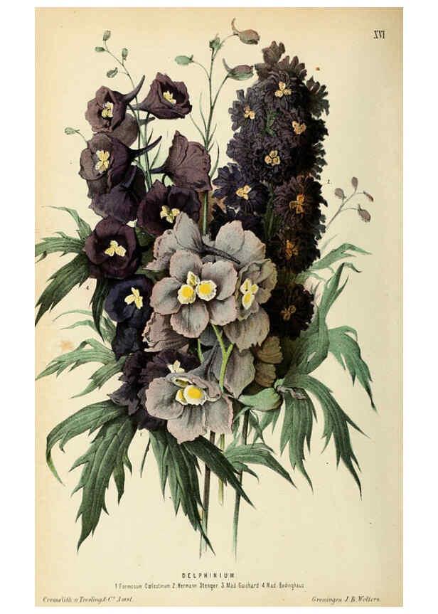 Reproducción/Reproduction 6076901314: Neerland's Plantentuin. v.1. Groningen :J. Wolters,1865-1867