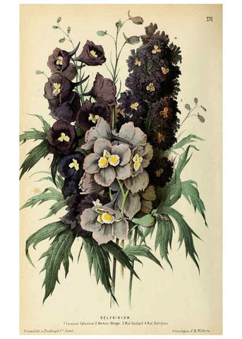 Reproducción/Reproduction 6076901314: Neerland's Plantentuin. v.1. Groningen :J. Wolters,1865-1867