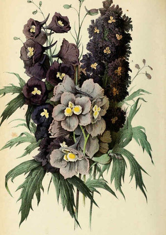 Reproducción/Reproduction 6076901314: Neerland's Plantentuin. v.1. Groningen :J. Wolters,1865-1867