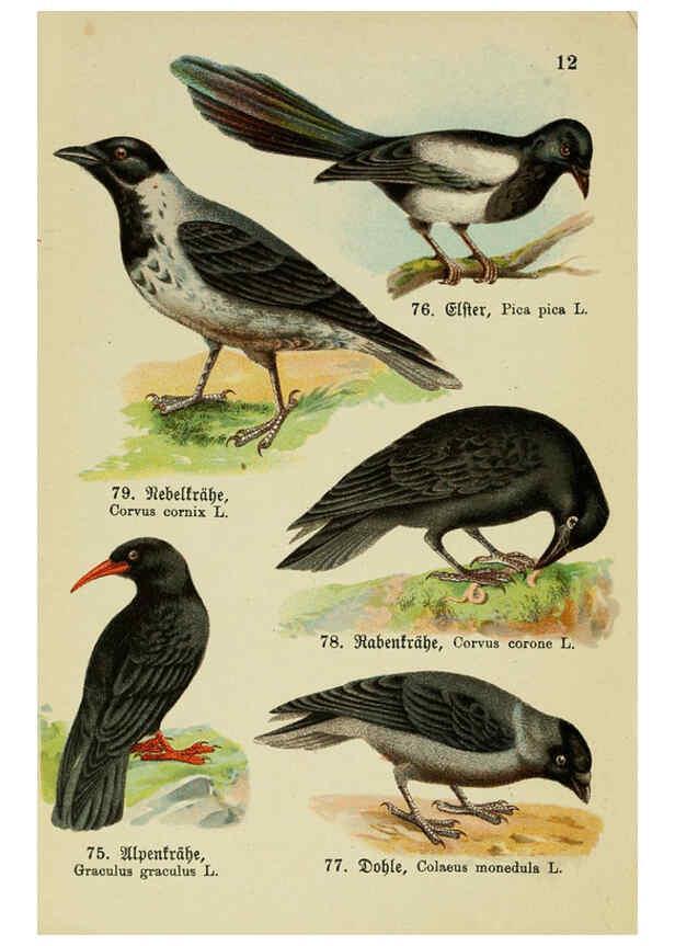Reproducción/Reproduction 6076860144: Schreibers kleiner Atlas der einheimischen Vögel. v.1. Esslinger,J.F. Schreiber[n.d.] 