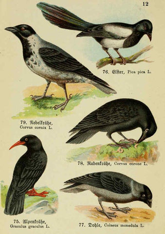 Reproducción/Reproduction 6076860144: Schreibers kleiner Atlas der einheimischen Vögel. v.1. Esslinger,J.F. Schreiber[n.d.] 