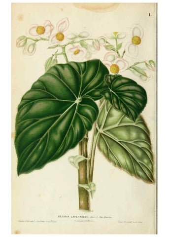 Reproducción/Reproduction 6076359135: Neerland's Plantentuin. v.1. Groningen :J. Wolters,1865-1867