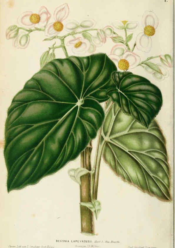 Reproducción/Reproduction 6076359135: Neerland's Plantentuin. v.1. Groningen :J. Wolters,1865-1867