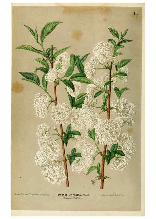 Reproducción/Reproduction 6076359695: Neerland's Plantentuin. v.1. Groningen :J. Wolters,1865-1867