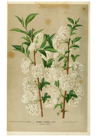 Reproducción/Reproduction 6076359695: Neerland's Plantentuin. v.1. Groningen :J. Wolters,1865-1867