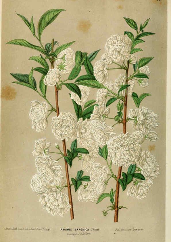 Reproducción/Reproduction 6076359695: Neerland's Plantentuin. v.1. Groningen :J. Wolters,1865-1867