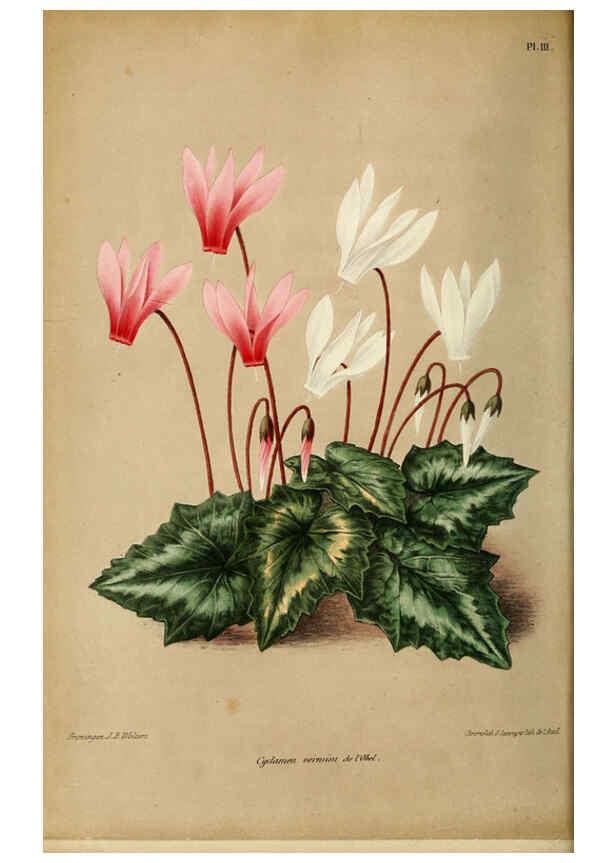 Reproducción/Reproduction 6076360147: Neerland's Plantentuin. v.1. Groningen :J. Wolters,1865-1867