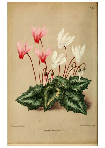 Reproducción/Reproduction 6076360147: Neerland's Plantentuin. v.1. Groningen :J. Wolters,1865-1867