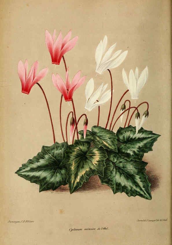 Reproducción/Reproduction 6076360147: Neerland's Plantentuin. v.1. Groningen :J. Wolters,1865-1867