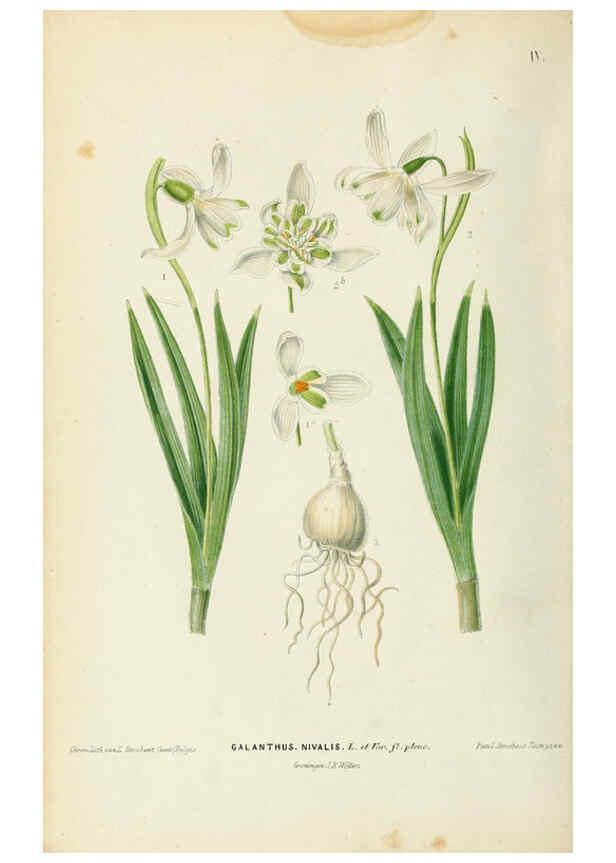Reproducción/Reproduction 6076360439: Neerland's Plantentuin. v.1. Groningen :J. Wolters,1865-1867