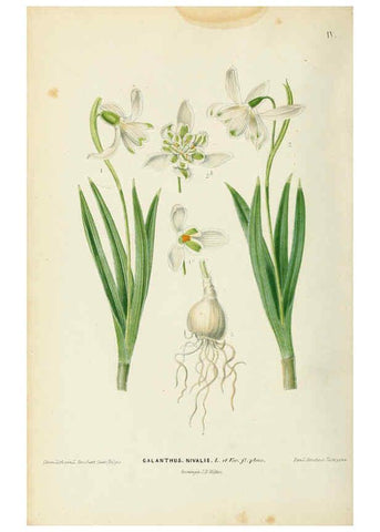 Reproducción/Reproduction 6076360439: Neerland's Plantentuin. v.1. Groningen :J. Wolters,1865-1867