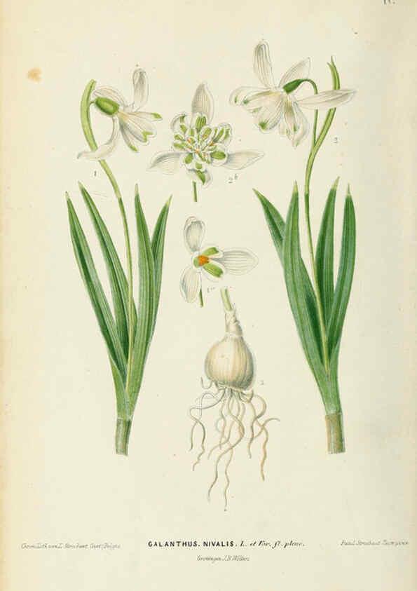 Reproducción/Reproduction 6076360439: Neerland's Plantentuin. v.1. Groningen :J. Wolters,1865-1867