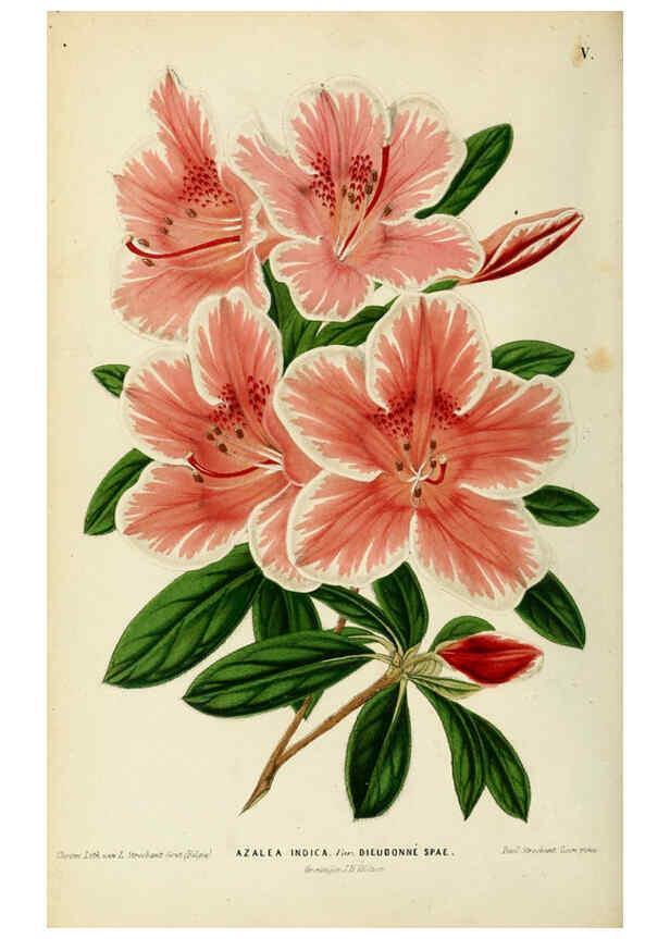 Reproducción/Reproduction 6076360629: Neerland's Plantentuin. v.1. Groningen :J. Wolters,1865-1867