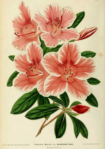 Reproducción/Reproduction 6076360629: Neerland's Plantentuin. v.1. Groningen :J. Wolters,1865-1867