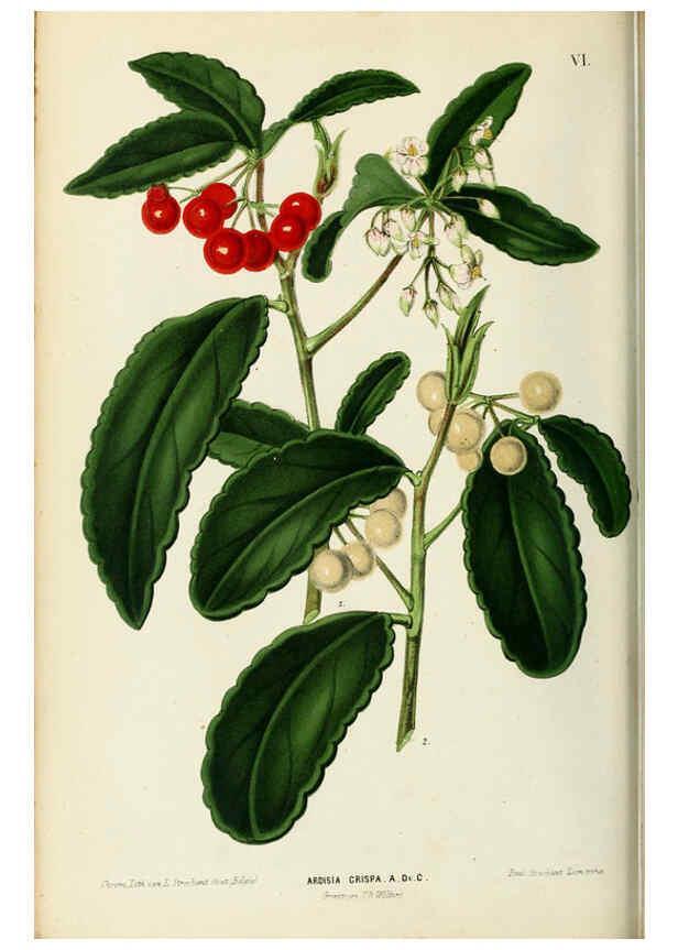 Reproducción/Reproduction 6076897352: Neerland's Plantentuin. v.1. Groningen :J. Wolters,1865-1867