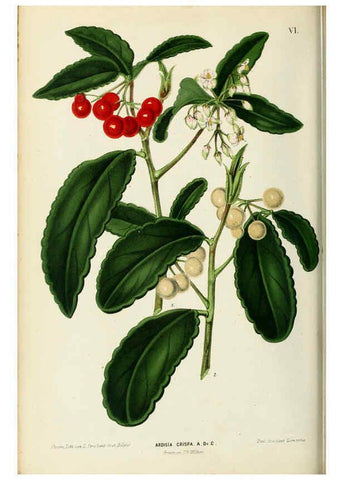 Reproducción/Reproduction 6076897352: Neerland's Plantentuin. v.1. Groningen :J. Wolters,1865-1867