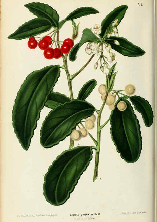 Reproducción/Reproduction 6076897352: Neerland's Plantentuin. v.1. Groningen :J. Wolters,1865-1867
