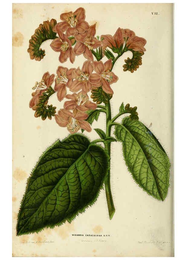 Reproducción/Reproduction 6076897872: Neerland's Plantentuin. v.1. Groningen :J. Wolters,1865-1867