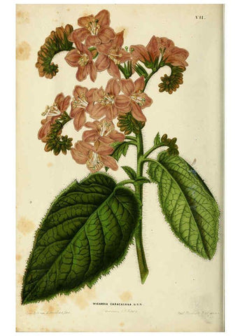 Reproducción/Reproduction 6076897872: Neerland's Plantentuin. v.1. Groningen :J. Wolters,1865-1867